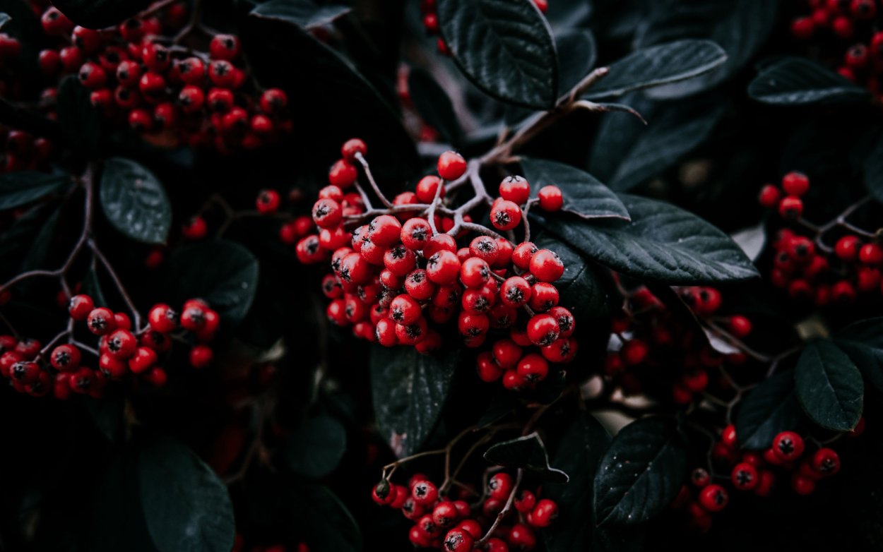 Рябина чёрная рябина красная