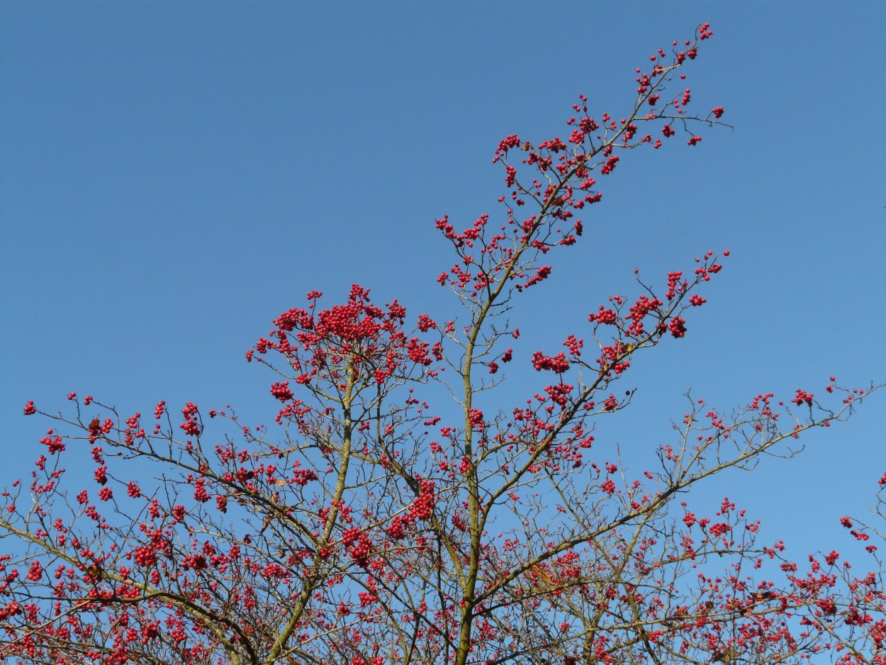 Падуб остролистный Аляска