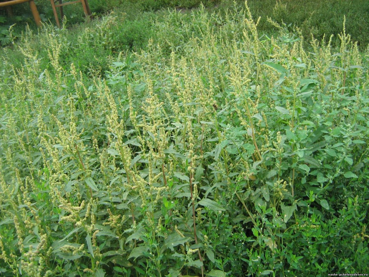 Трава сорняк в бурьяне