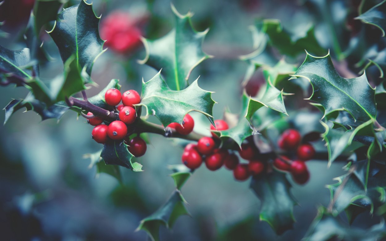 American Holly растение