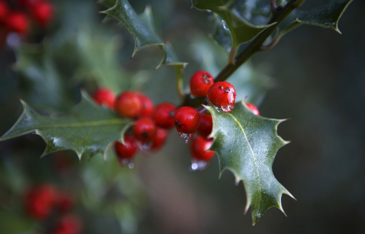 Боярышник и Терновник