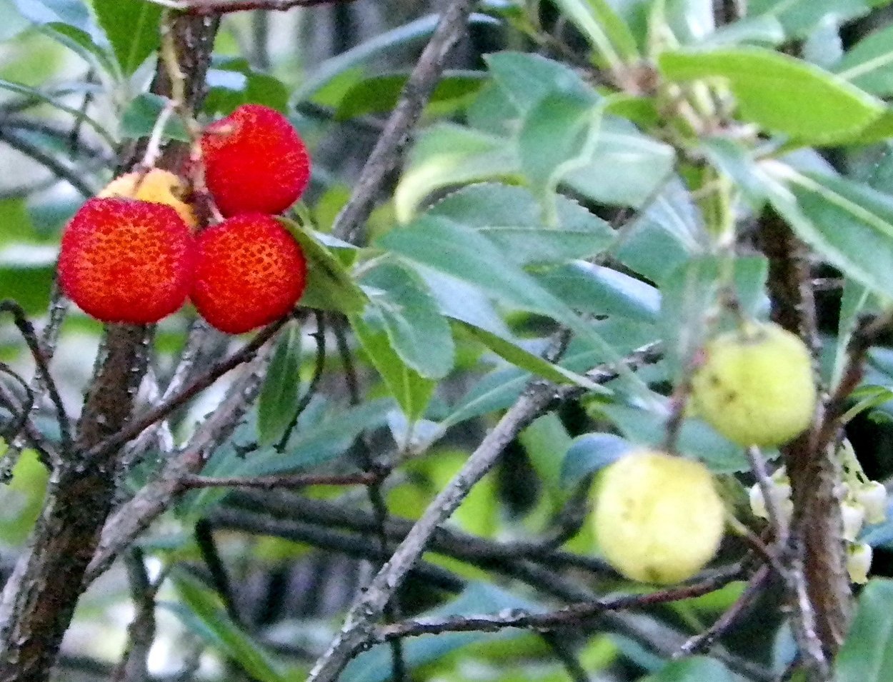 Кизильник зимой кустарник