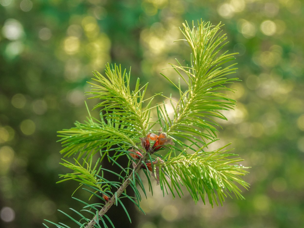 Деревья с иголками фото. Дерево с иголками. Хвоя ствол. Красная хвоя. Branch Forest.