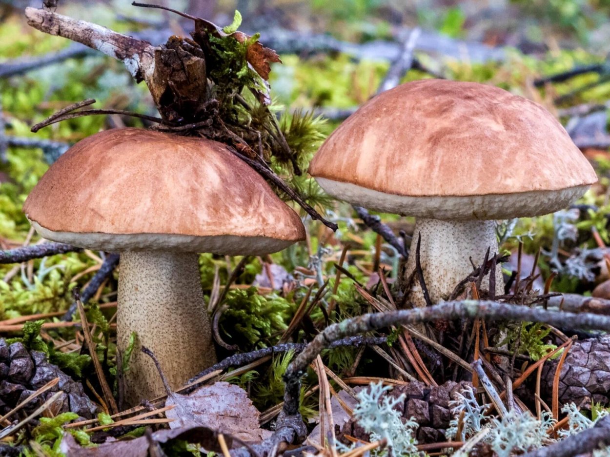 Подберезовик в разрезе