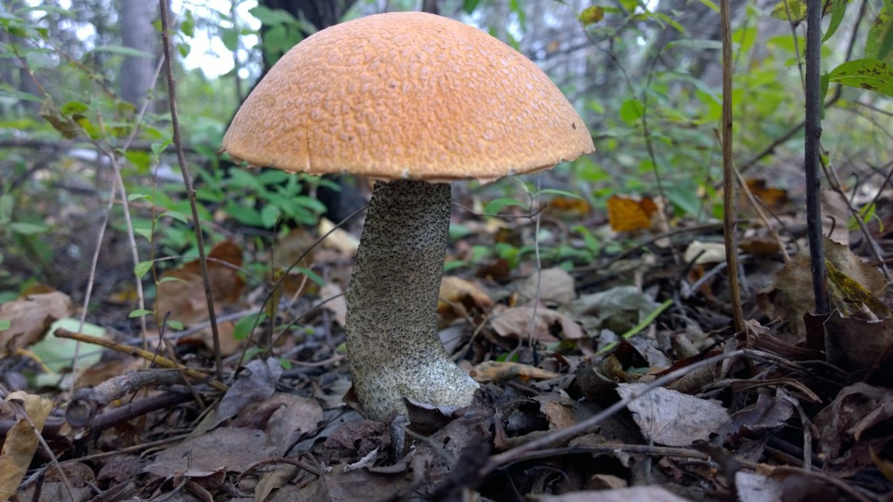 Маслёнок, подосиновик, Боровик, сыроежка: