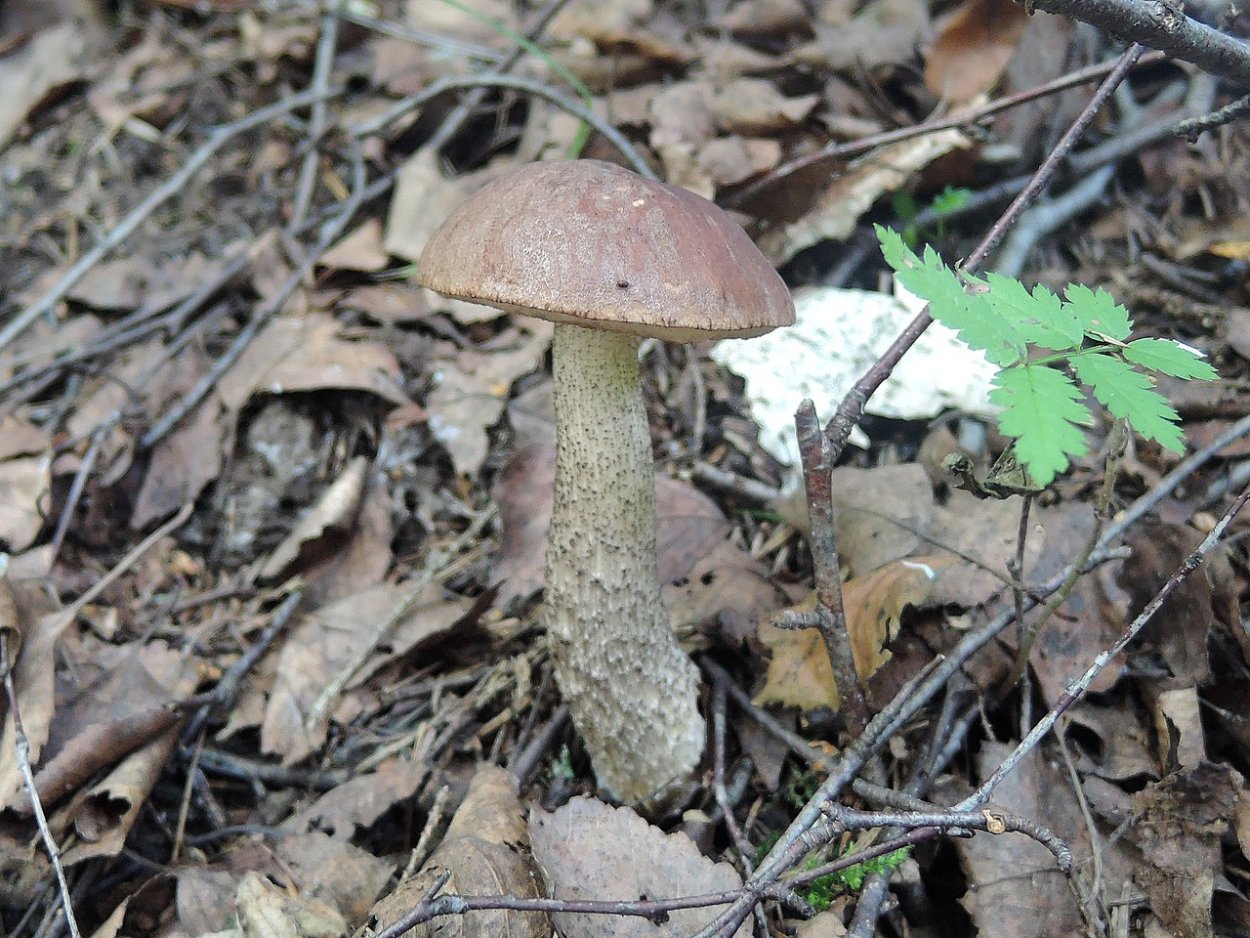 Белый пластинчатый гриб на толстой ножке