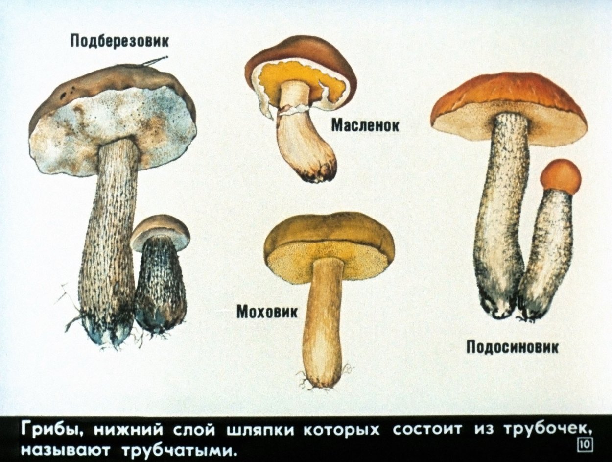 Гименофор трубчатый и пластинчатый