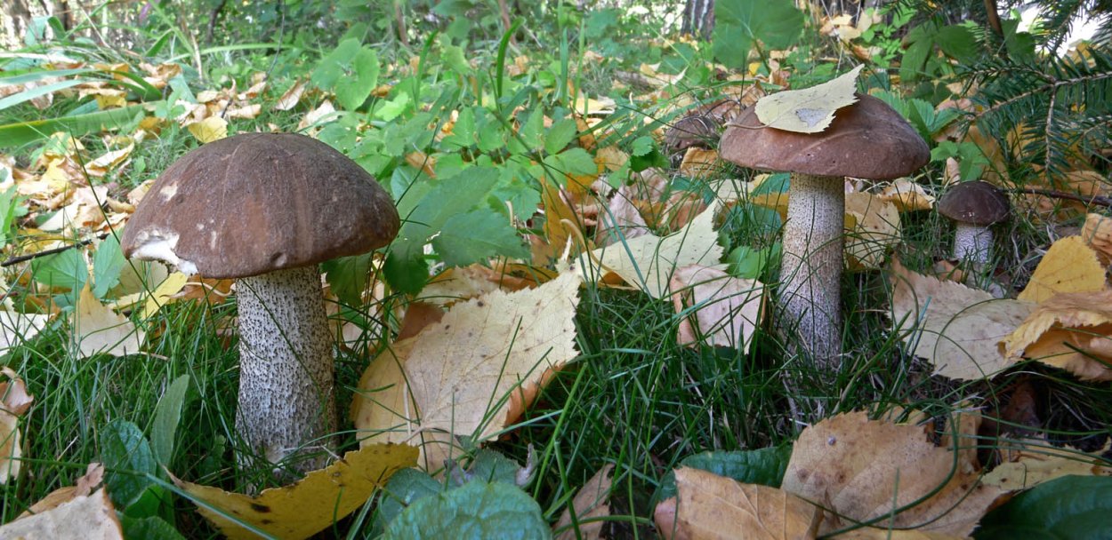 Сыроежка Лазоревая