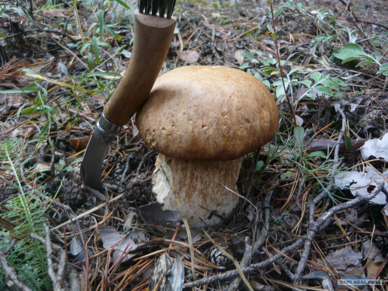 Ложный подберезовик шляпка