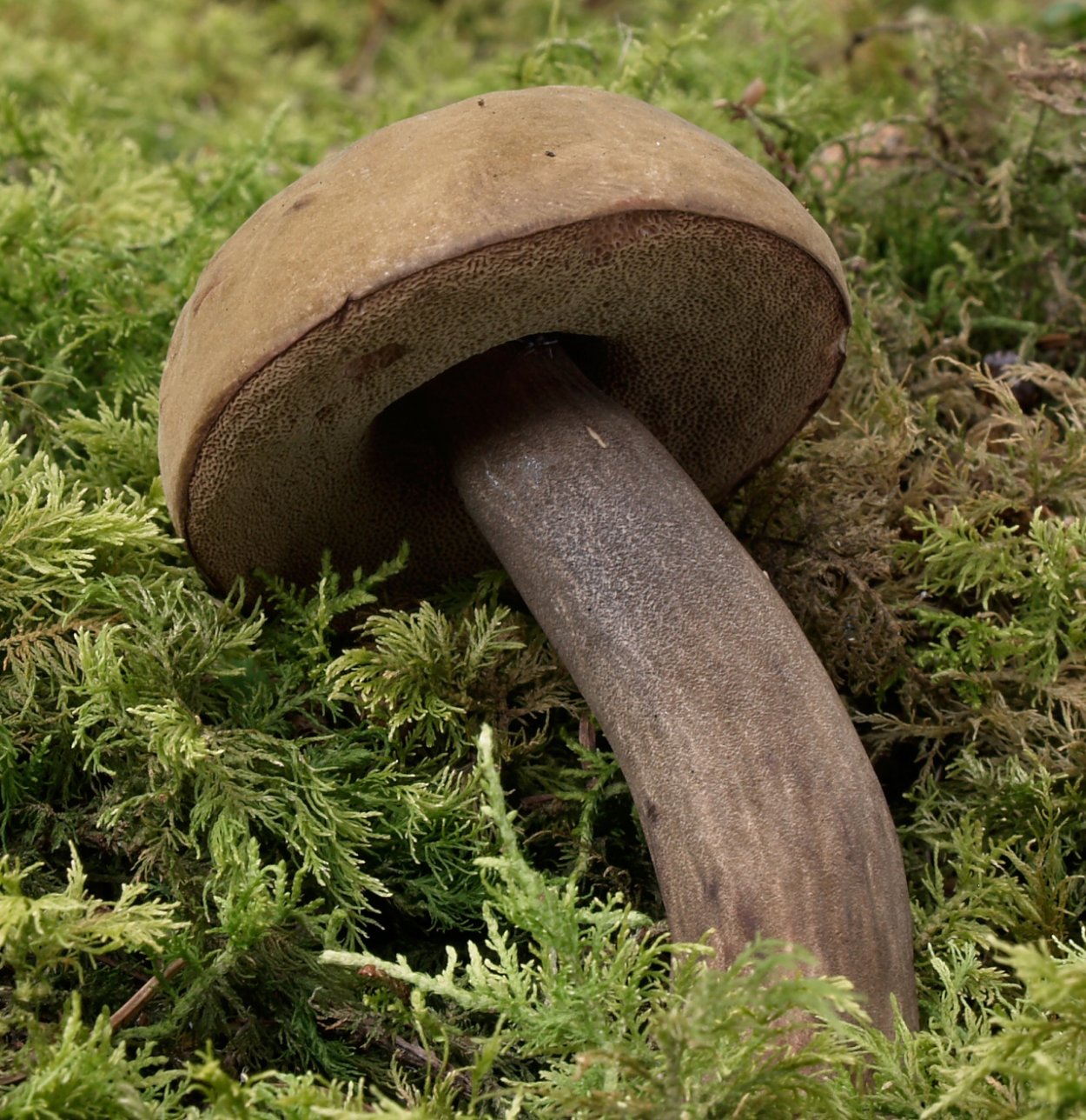 Подберёзовик жестковатый Leccinum duriusculum