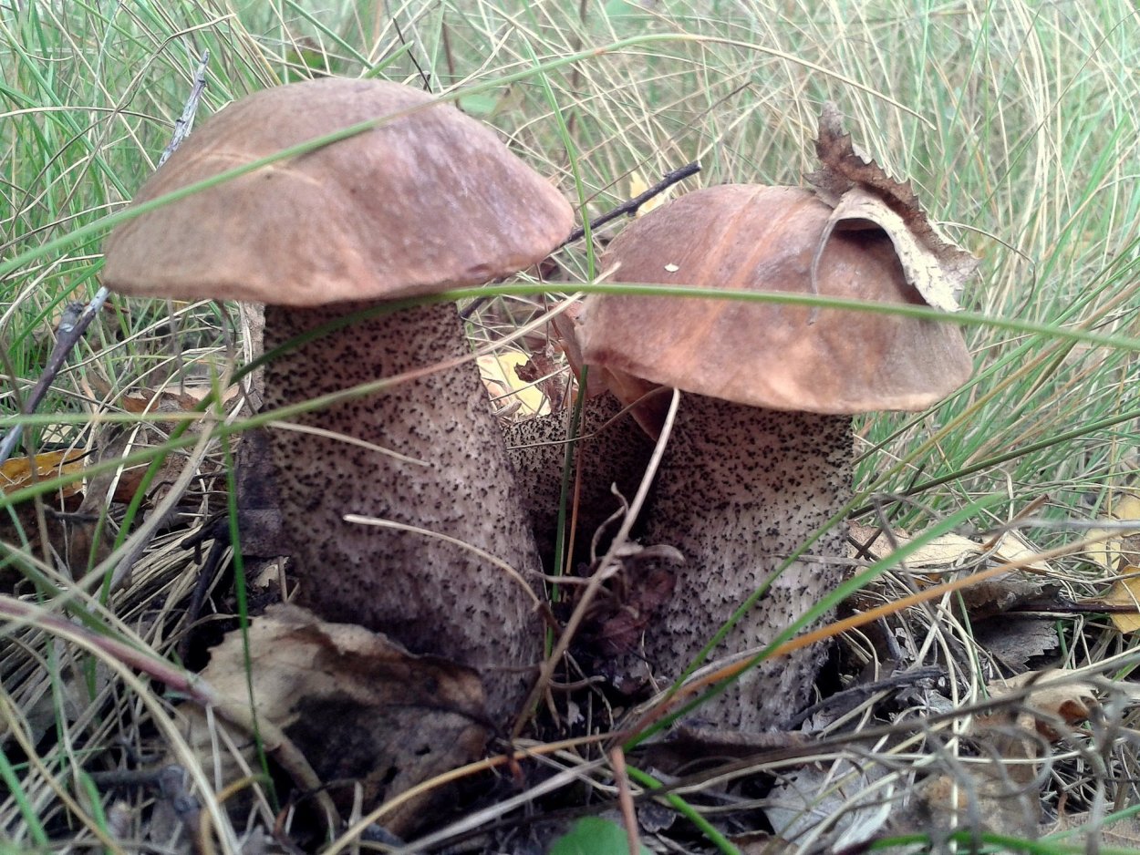 Грибы растущие на тополях