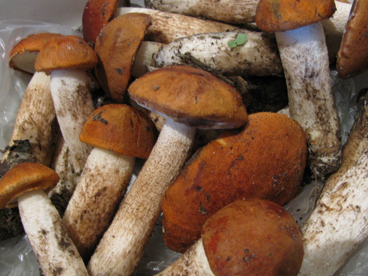 Гриб болотник болотный