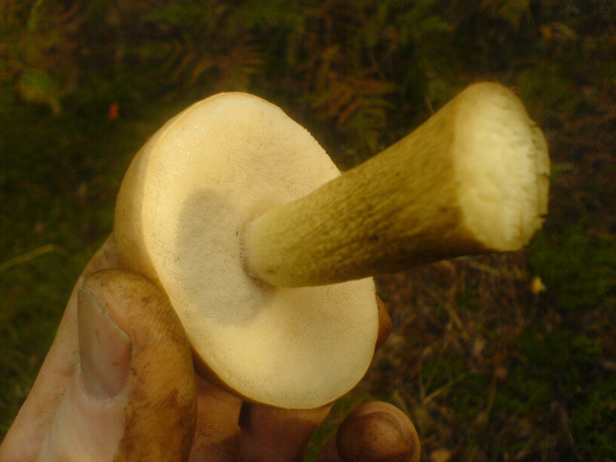 Боровик пластинчатый гриб