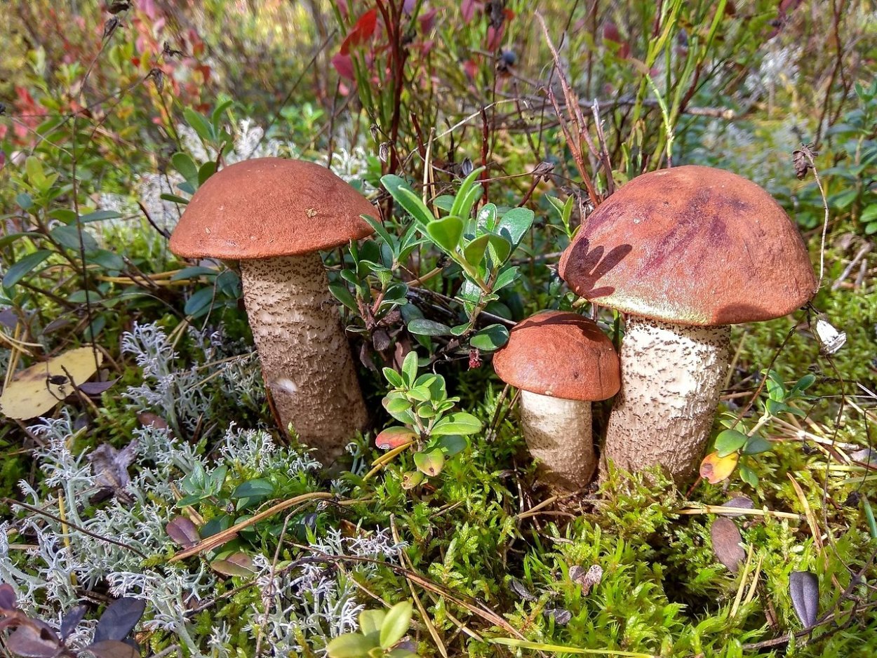 Ложный белый подберезовик