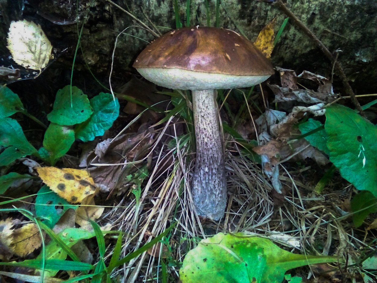 Подберёзовик обыкновенный ложный