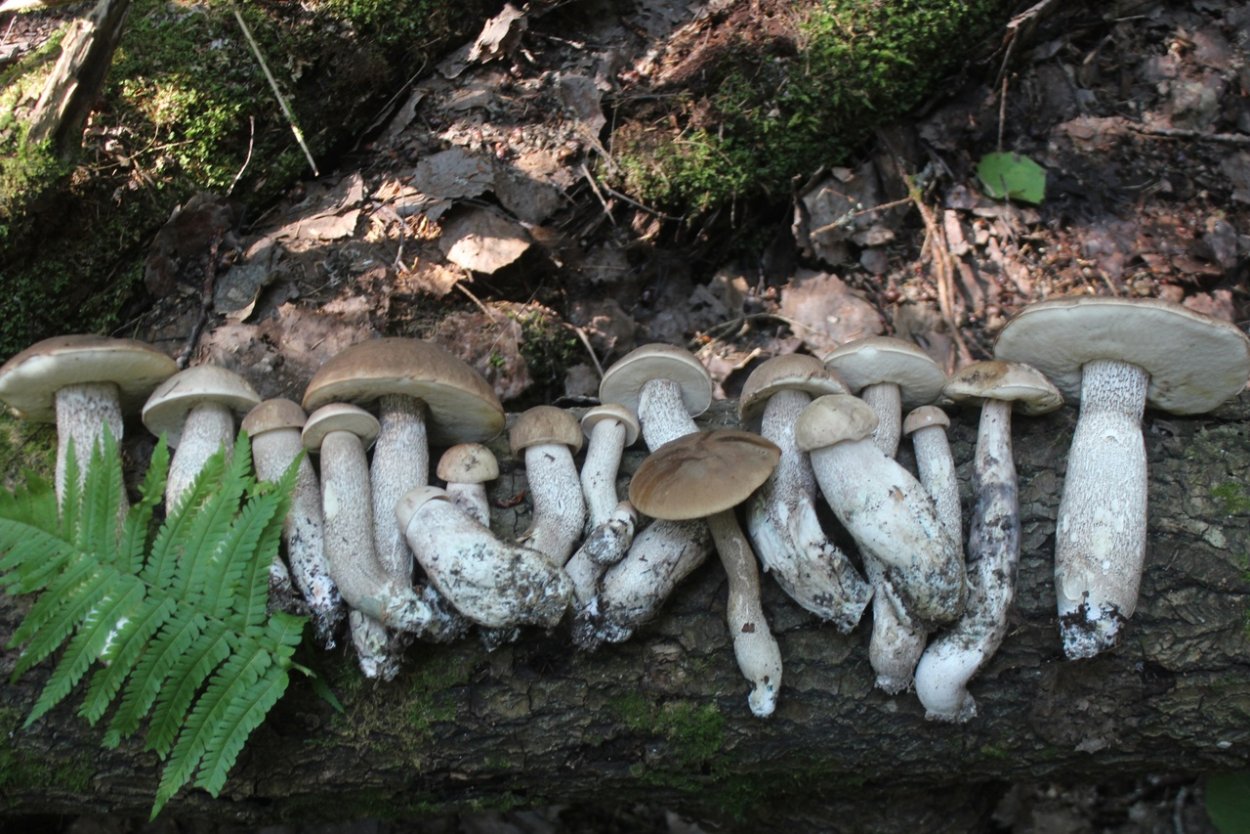 Подберезовик болотный ложный