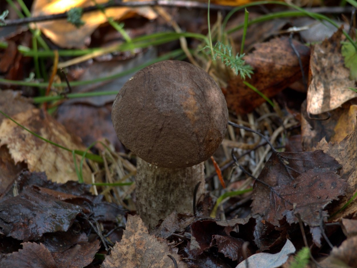 Грибы сапротрофы