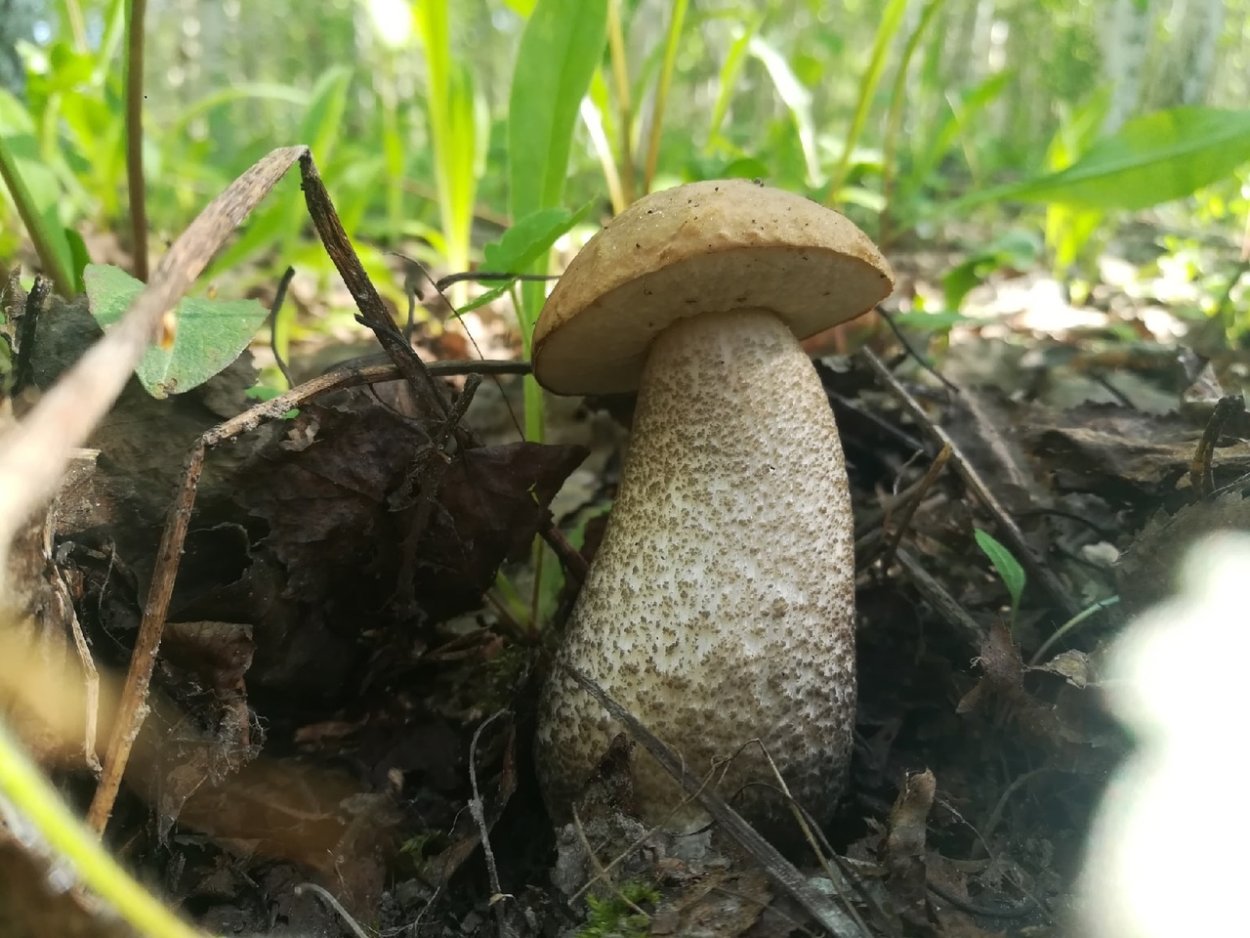 Домашняя грибница белых грибов