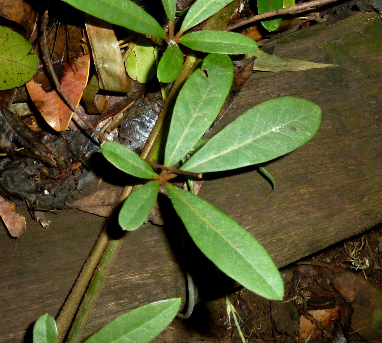 Растение в руках