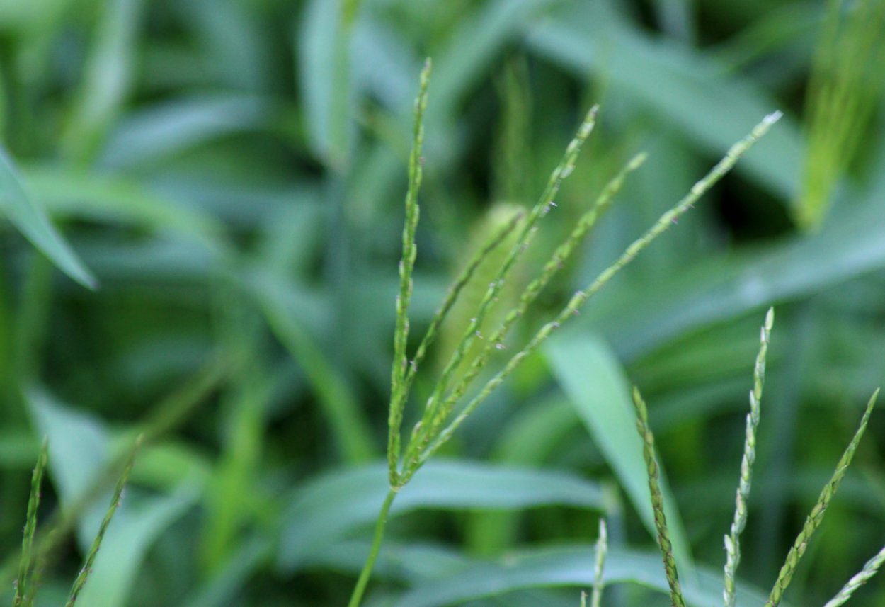 Свинорой растение сорняк как избавиться