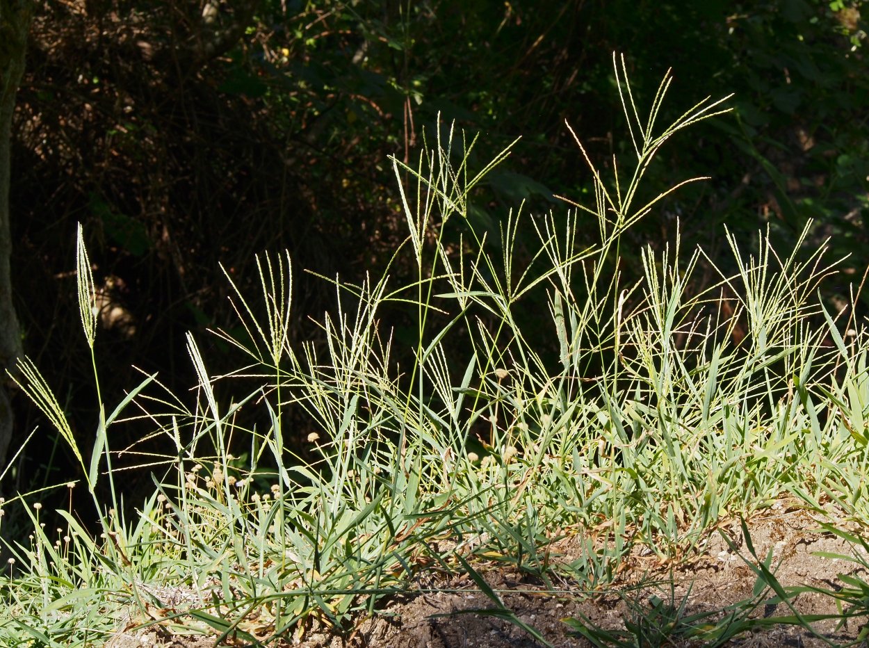 39. Свинорой пальчатый