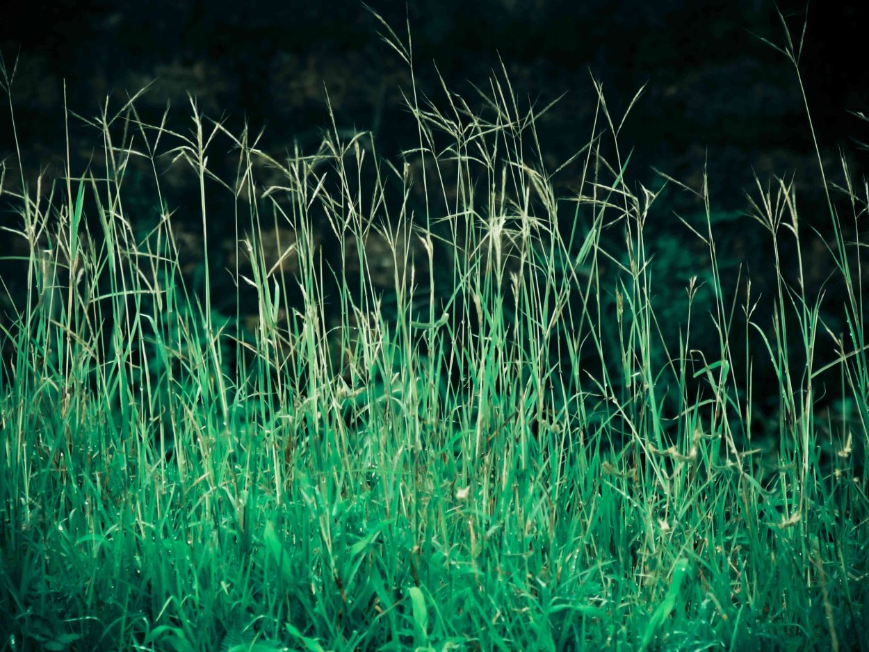 Пырей Свинорой