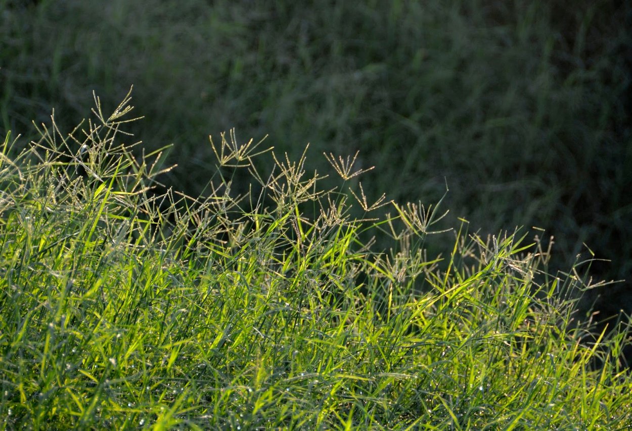 Элевзина коракана