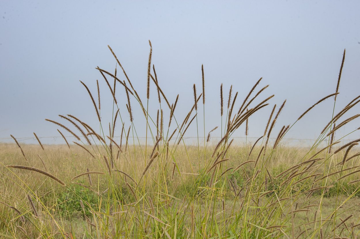 Манжетка жилкование листа параллельное перистое пальчатое