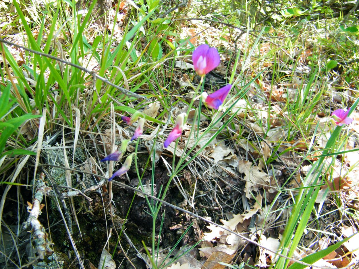 Люпин узколистный листья