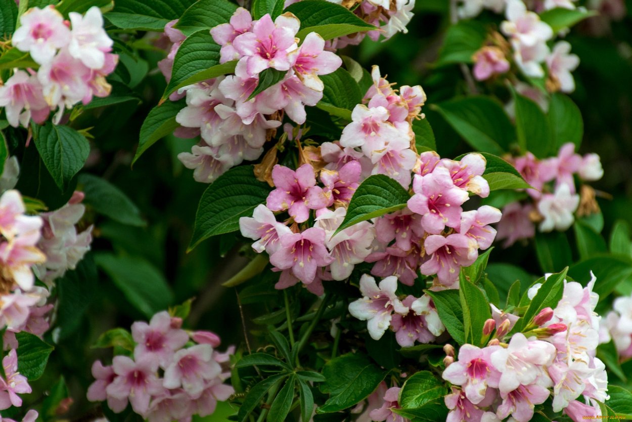 Цветущие кустарники из Крымского питомника