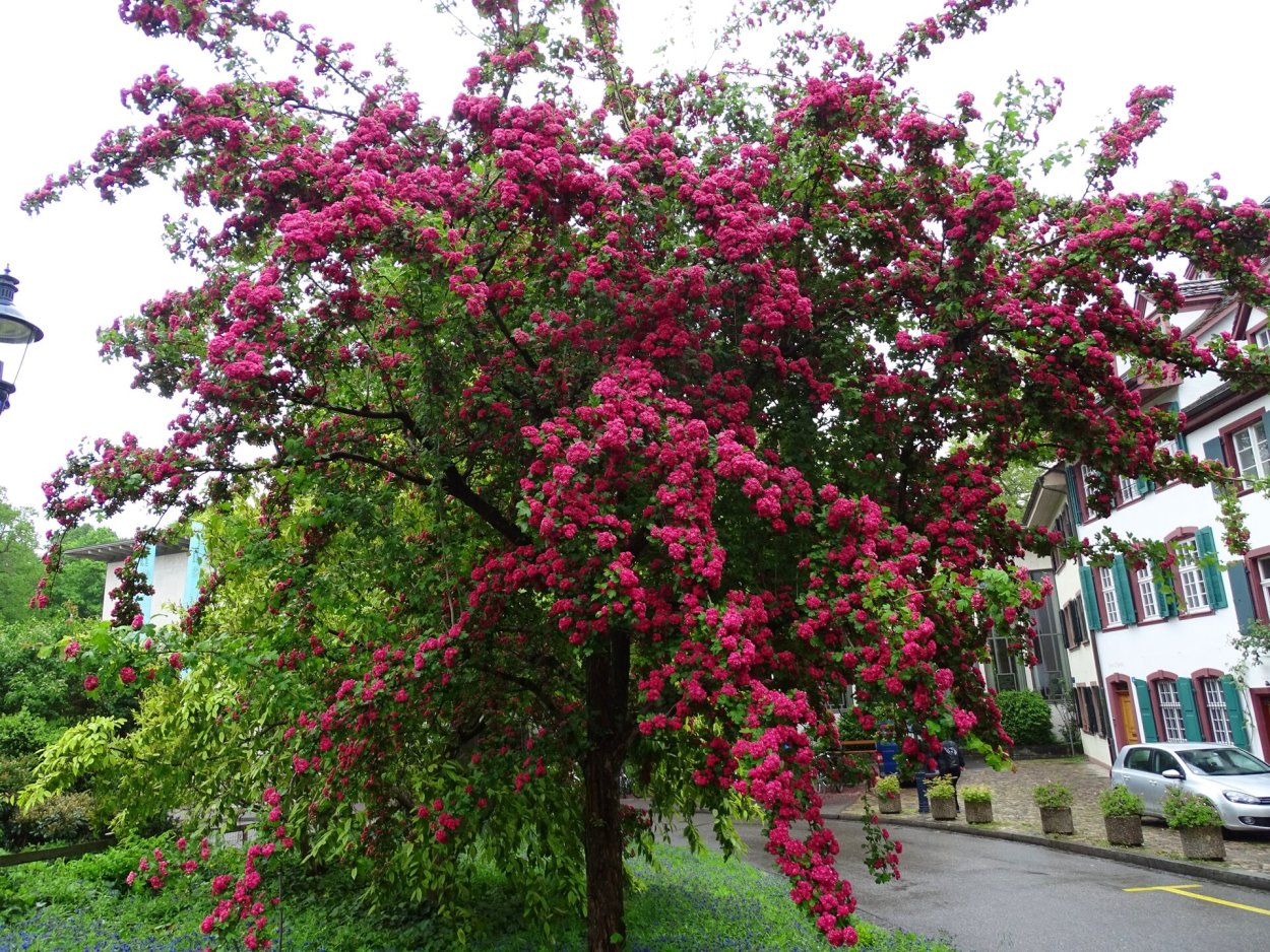 Боярышник Пауль Скарлет на штамбе