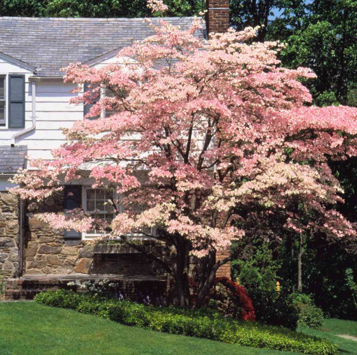 Flowering Dogwood