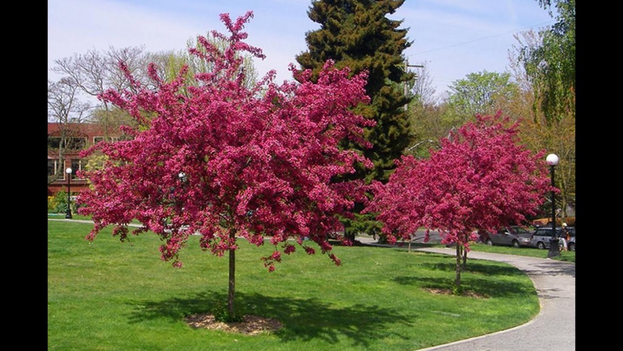 Боярышник обыкновенный Пауль Скарлет