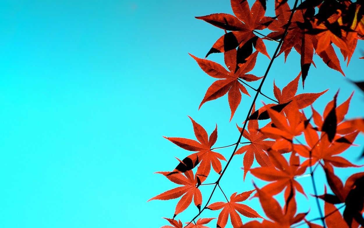 Осенние листья