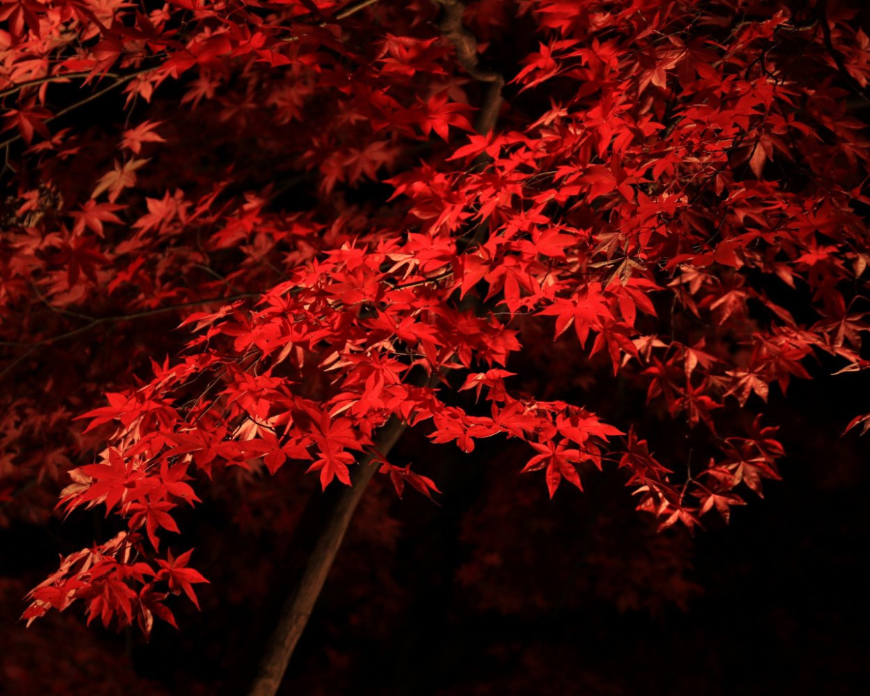 Красный клен в Канаде