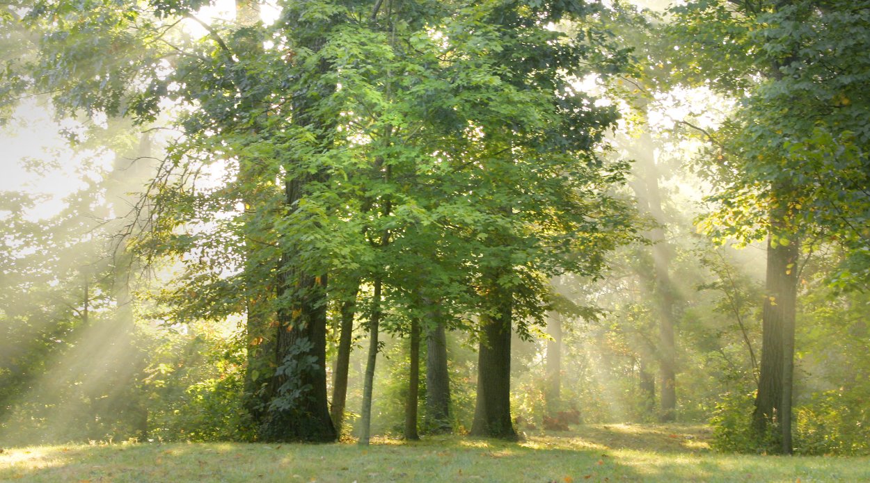 Кленовый лес летом