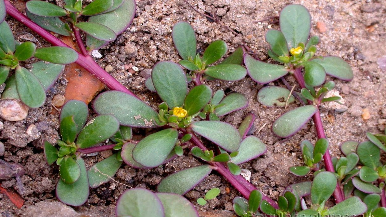 Сорняк хиновник