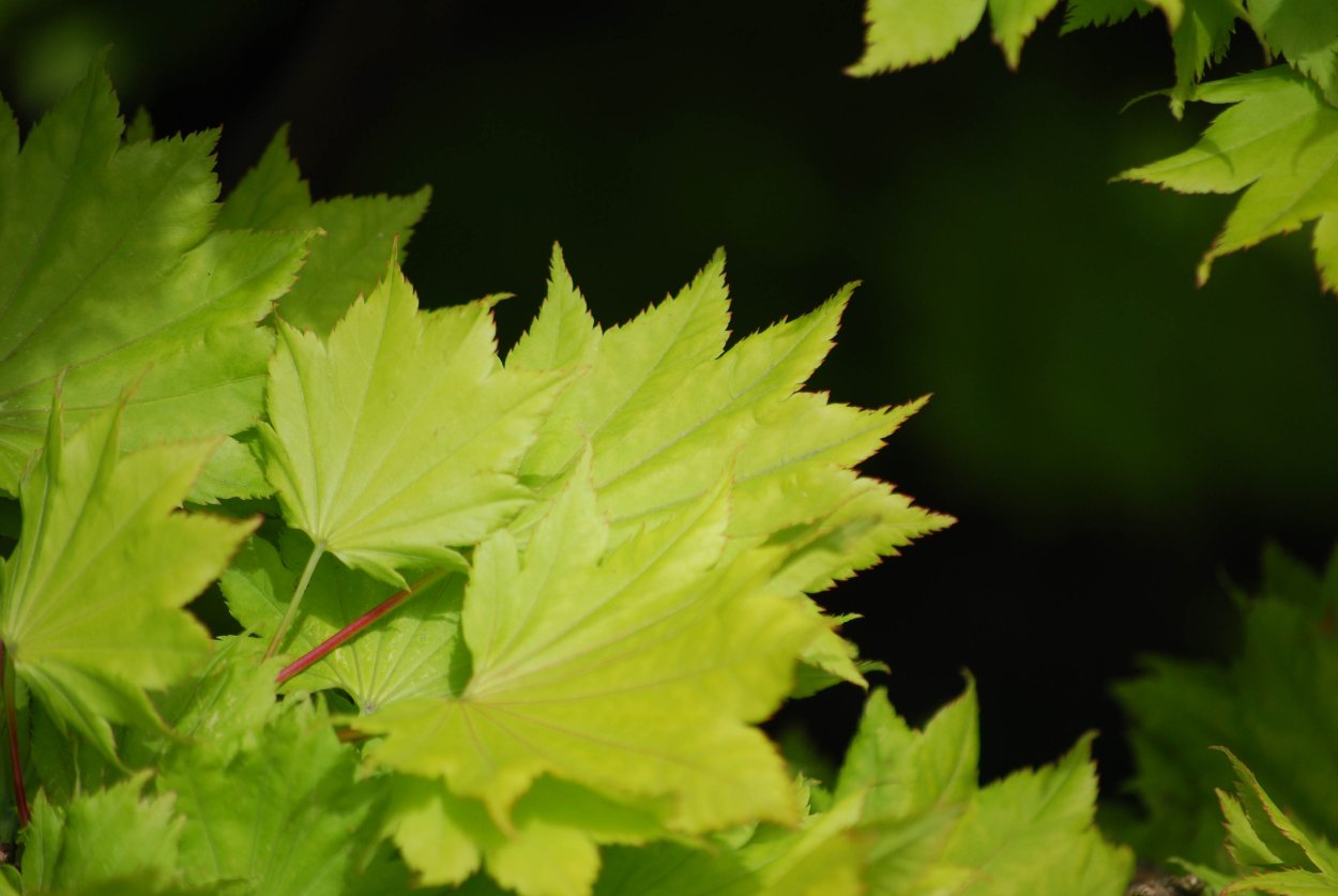 Листья картинки