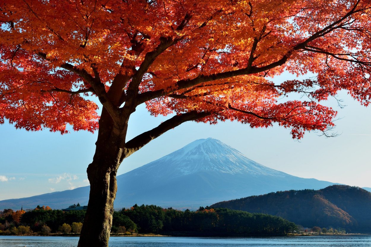 Гора Фудзи и красный клён