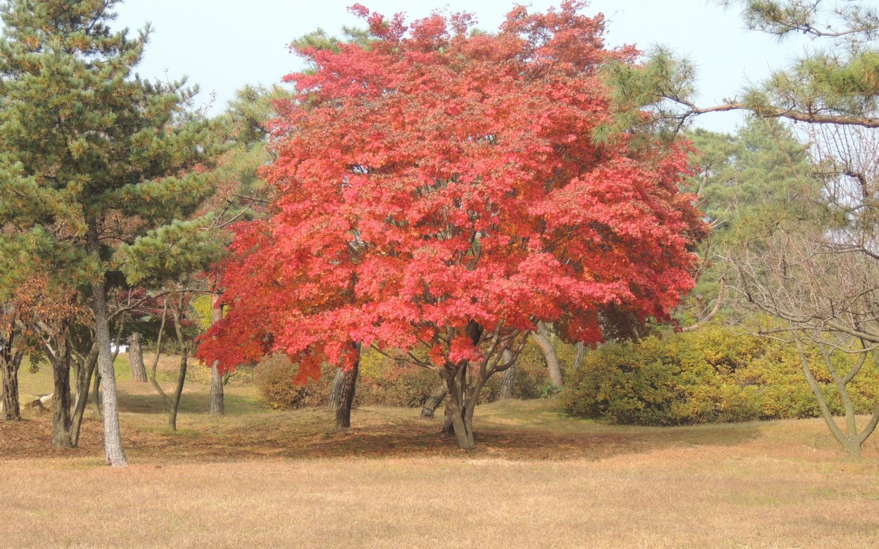 Acer (клен) mandshuricum