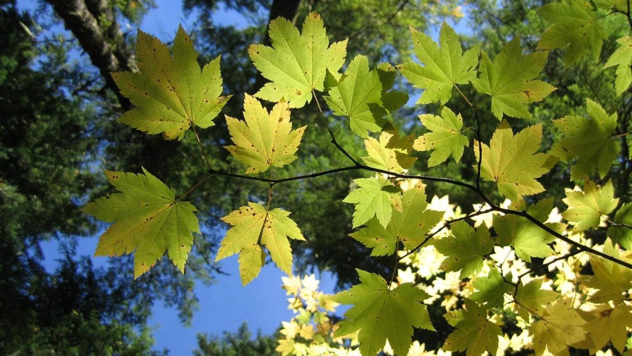 Клен остролистный дерево