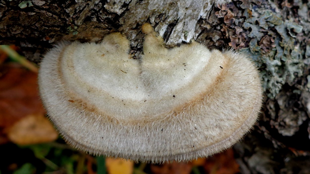 Trametes velutina