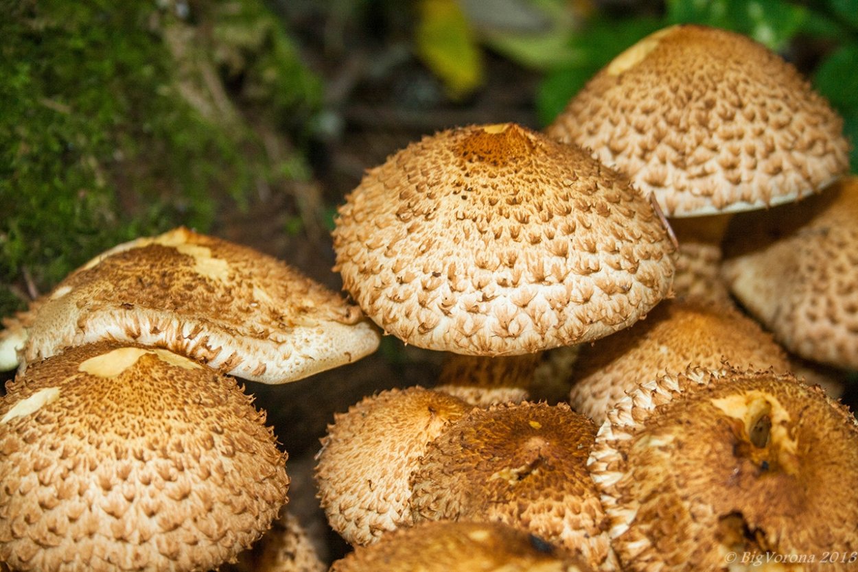 Чешуйчатка Тополевая