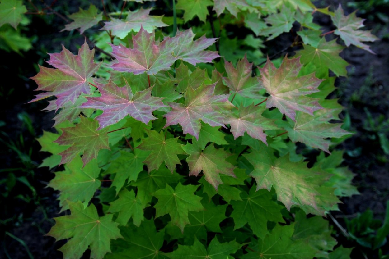 Клен Дальневосточный