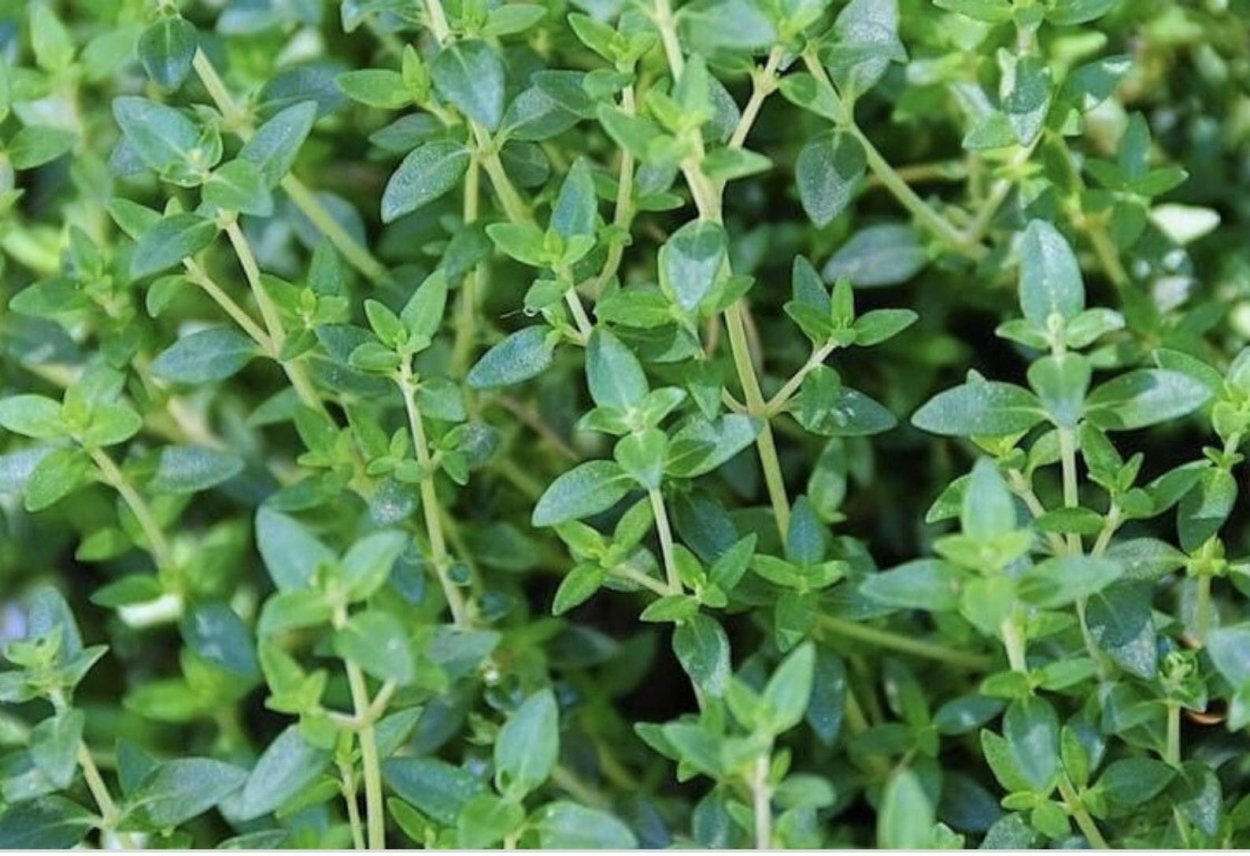 Пырей сорняк