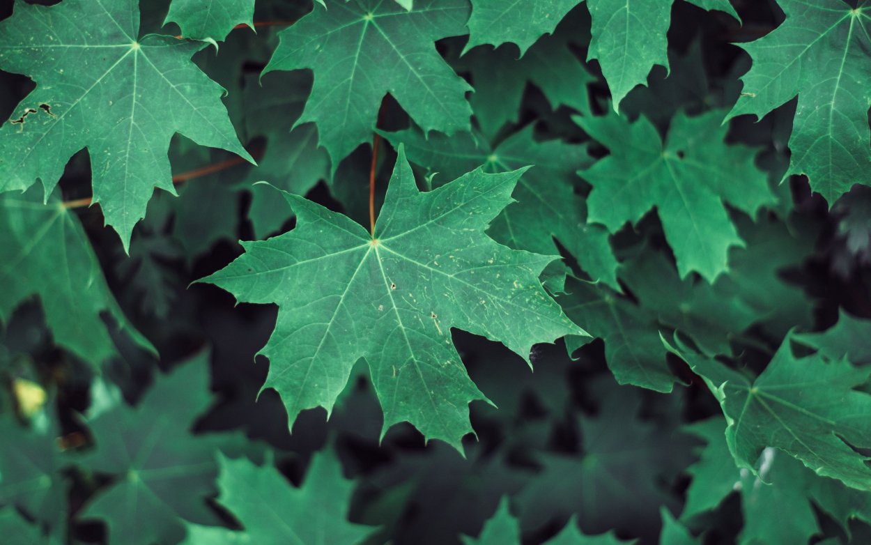 Кленовый лист зеленый