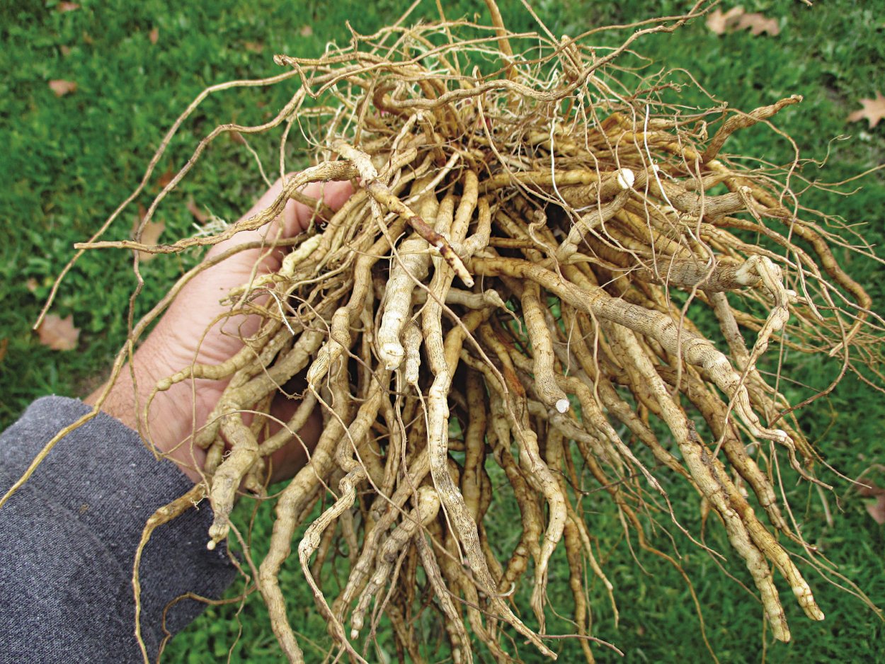 Амброзия Ростовская