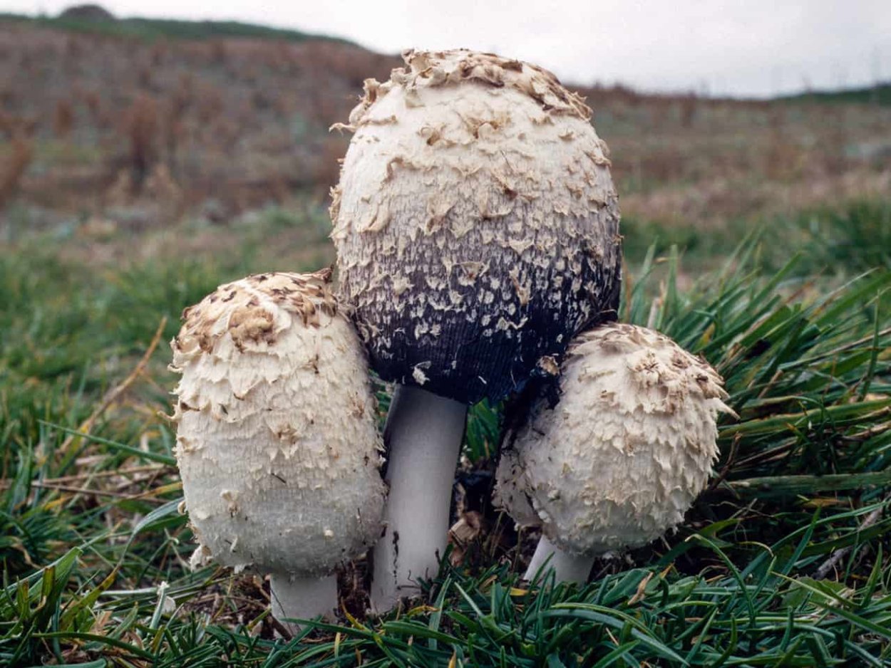 Пушистые грибы