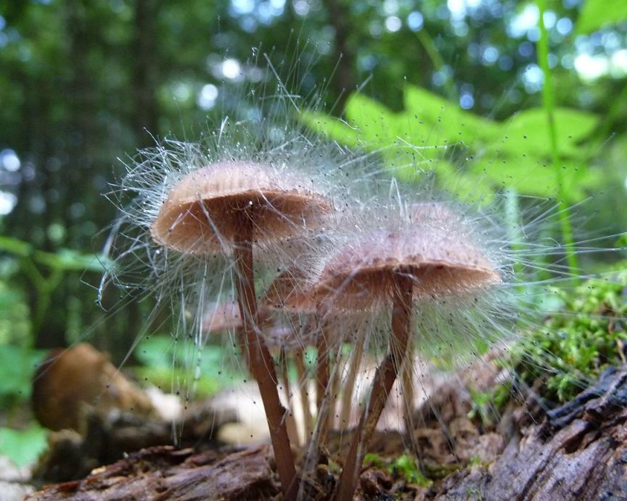 Mycena leptocephala