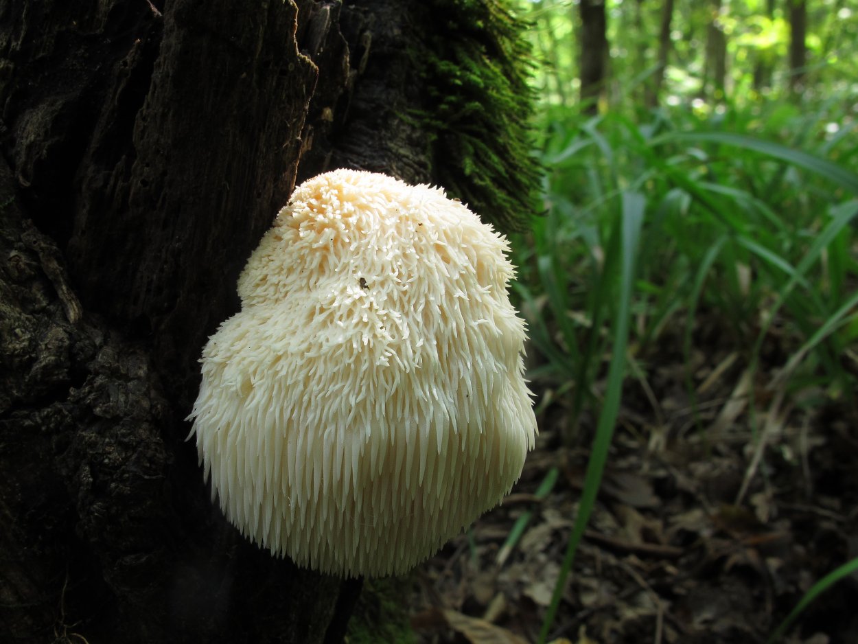 Гериций гребенчатый